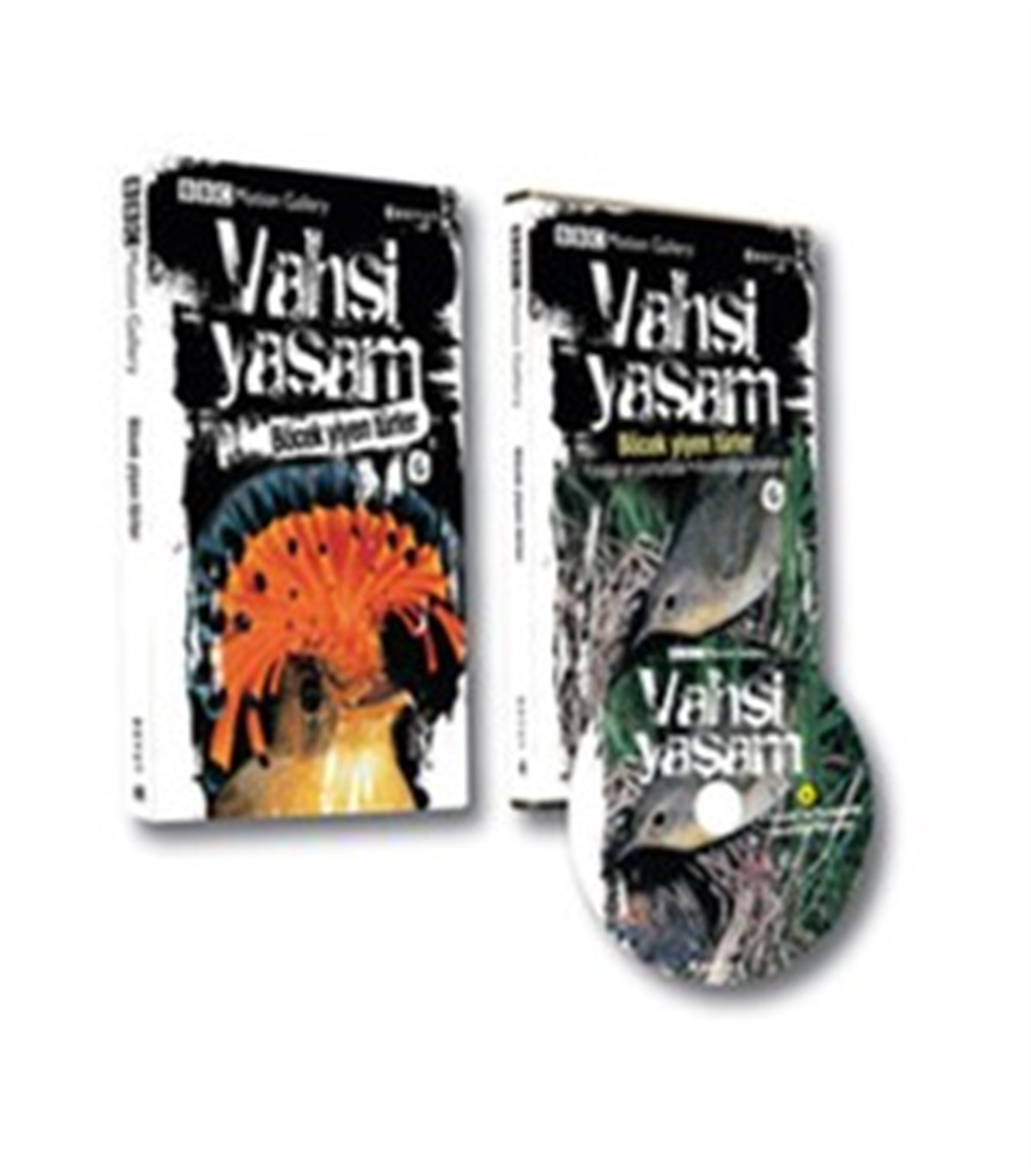 Vahşi Yaşam 2 - Böcek Yiyen Türler