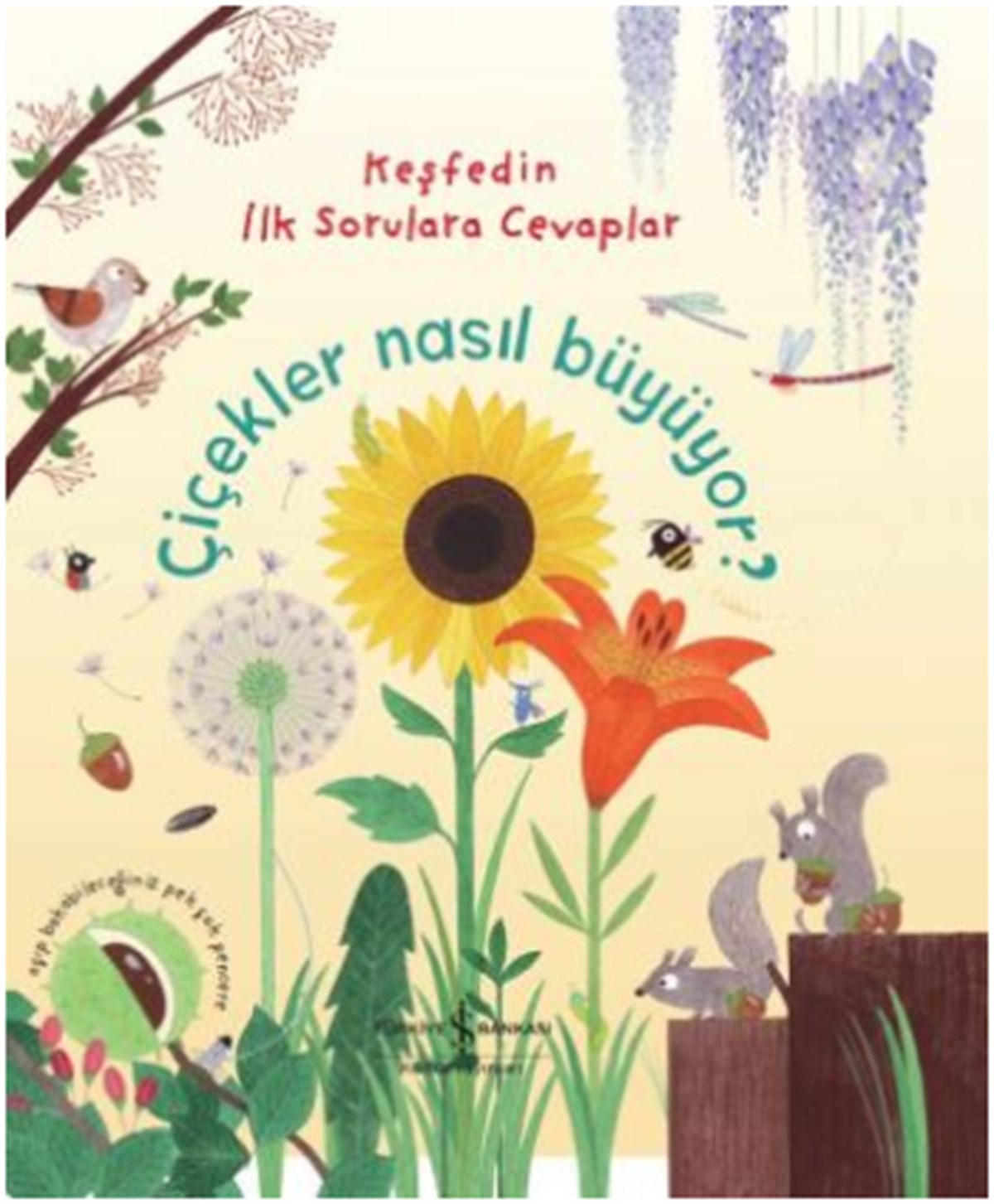Çiçekler Nasıl Büyüyor ? Keşfedin İlk Sorulara Cevaplar