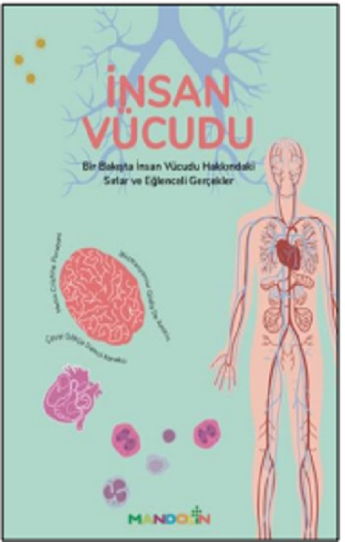 İnsan Vücudu
