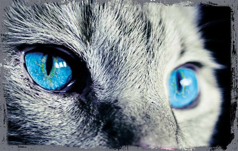 KEDİ GÖZÜ - POSTER
