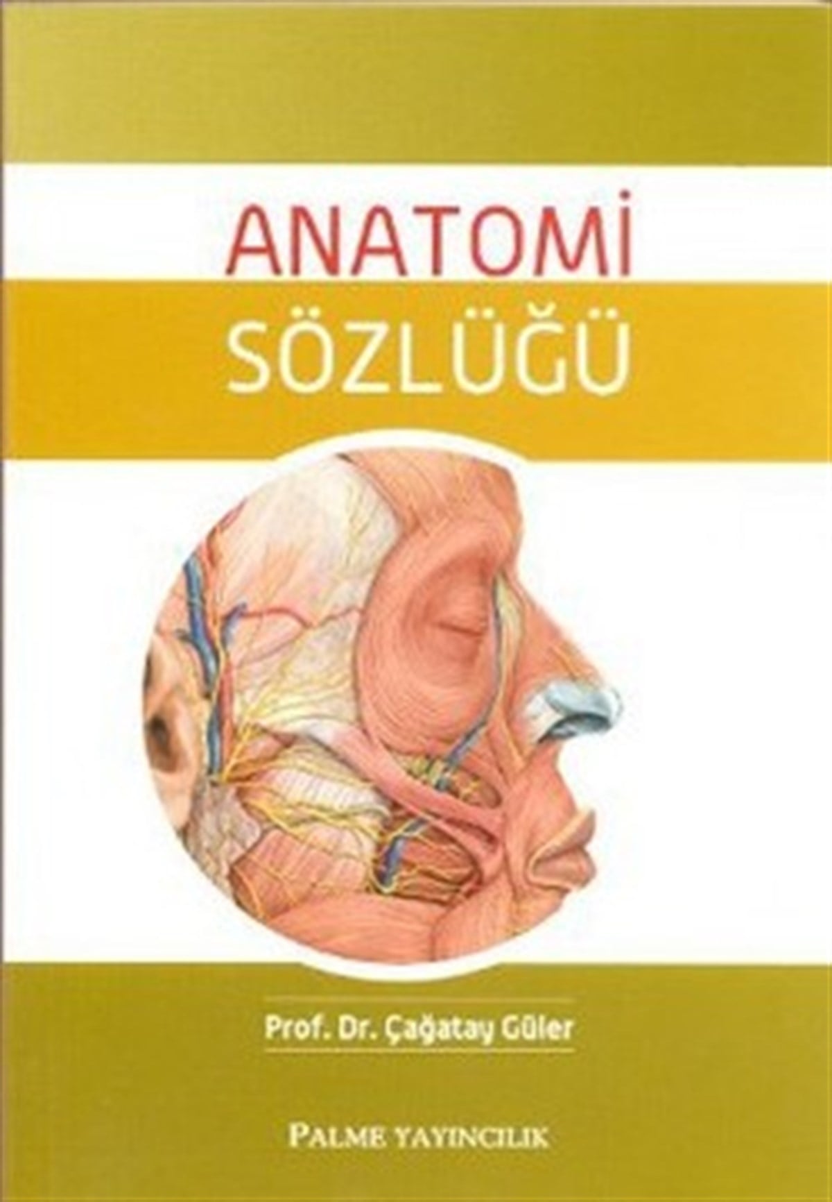 ANATOMİ SÖZLÜĞÜ