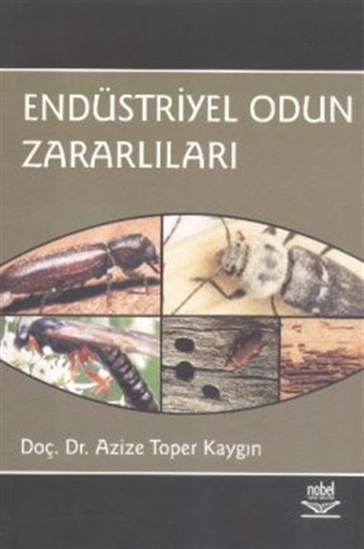Endüstriyel Odun Zararlıları