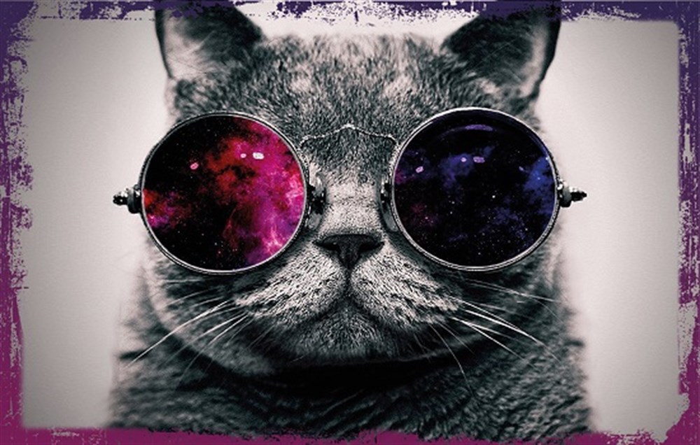 GÖZLÜKLÜ KEDİ - POSTER