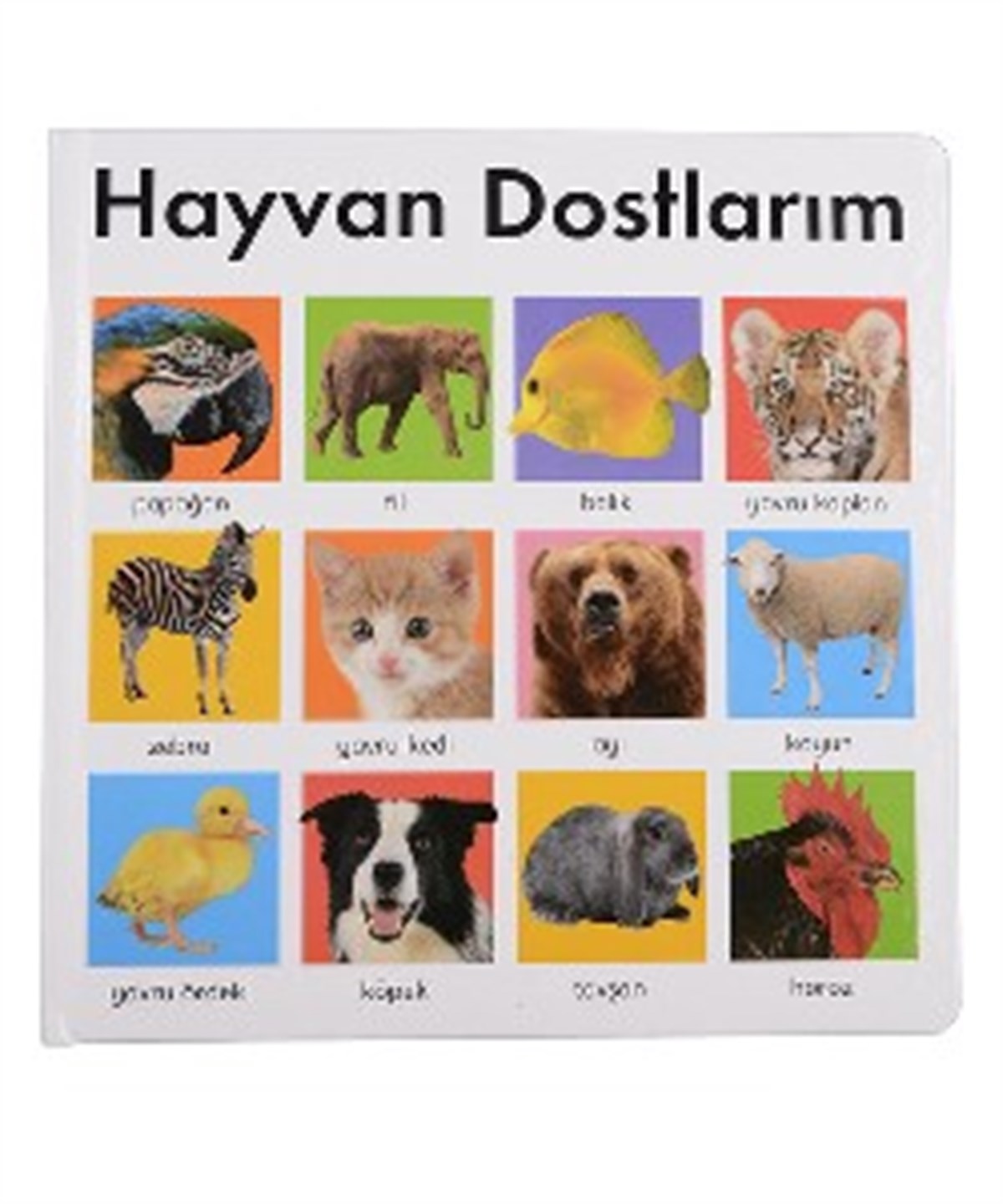 Hayvan Dostlarım