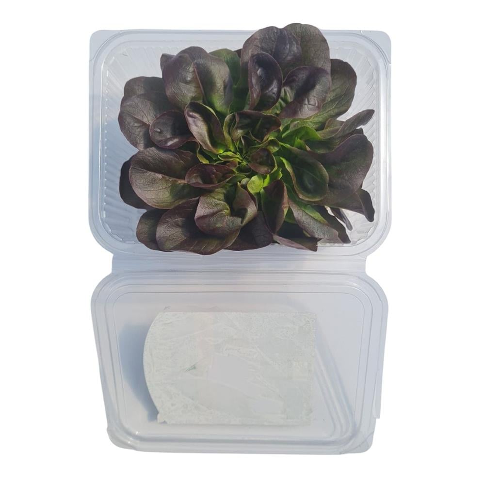 Kırmızı Gül (100 gr) Medel Greens