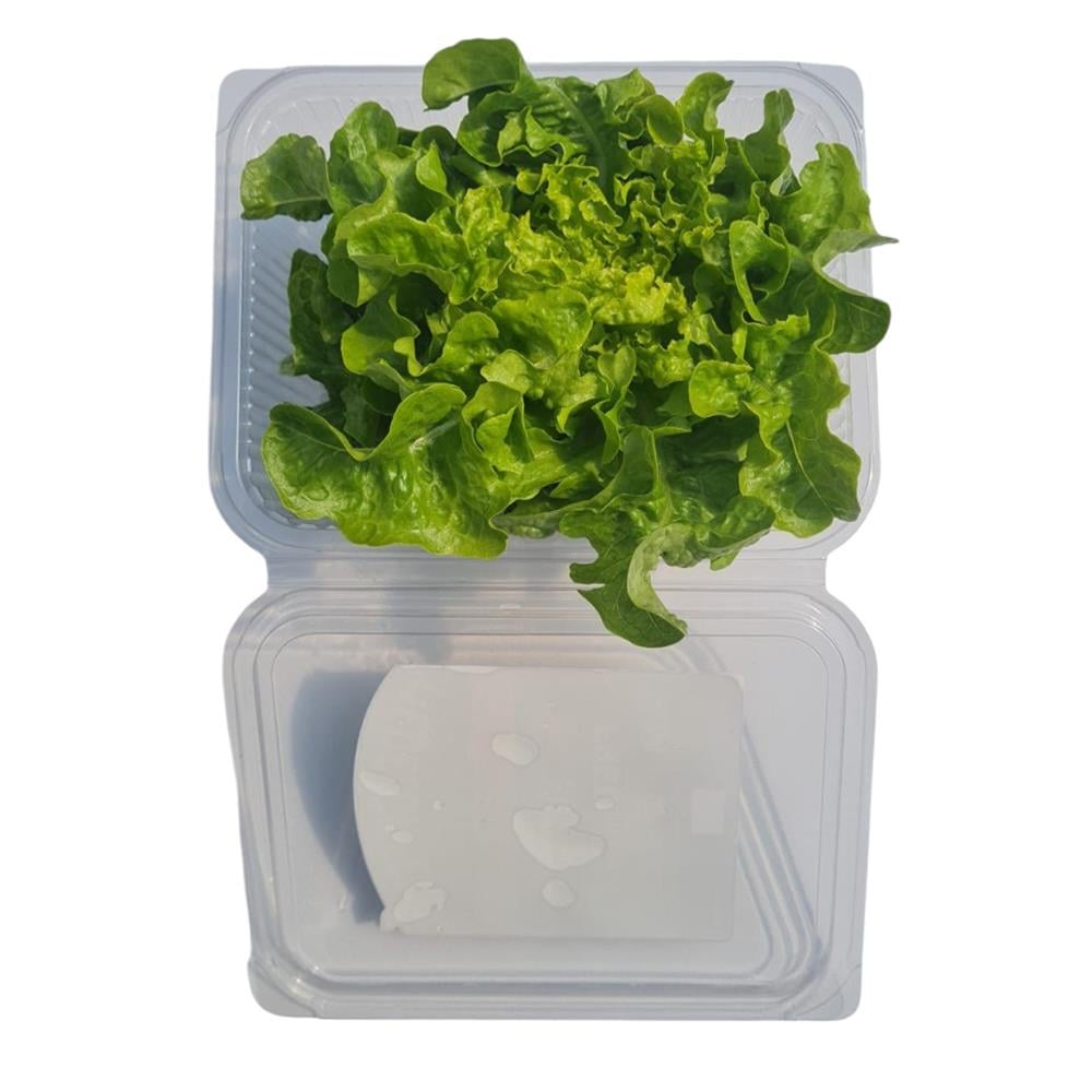 Yeşil Palamut (100 gr) Medel Greens