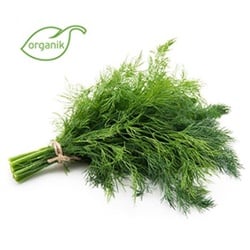 Organik Dereotu (demet) Kurtdoğmuş Çiftliği