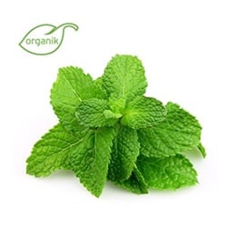 Organik Nane (demet) Kurtdoğmuş Çiftliği