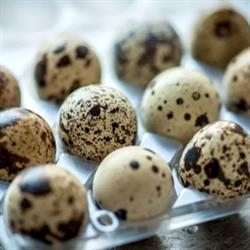 Bıldırcın Yumurtası (12 adet) - Karaca