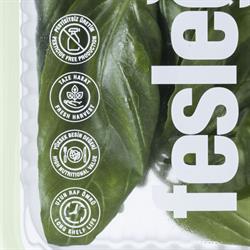 Fesleğen (50 gr) Plant Factory