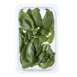 Fesleğen (50 gr) Plant Factory