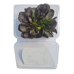 Kırmızı Gül (100 gr) Medel Greens