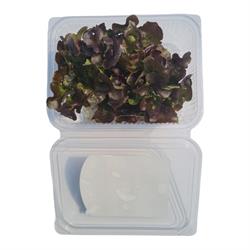 Kırmızı Palamut (100 gr) Medel Greens