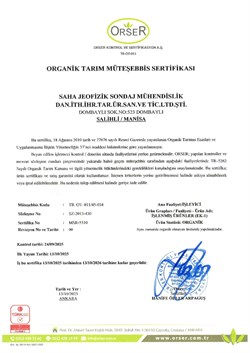 Kroisos Organik Yeşil Çizik Zeytin (300 gr)