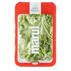 Lolobionda Marul (100 gr) Plant Factory