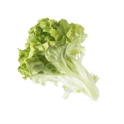 Lolobionda Marul (100 gr) Plant Factory