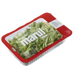 Lolobionda Marul (100 gr) Plant Factory