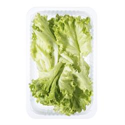 Lolobionda Marul (100 gr) Plant Factory