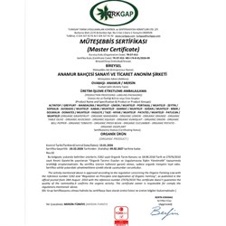 Organik Avokado (adet)