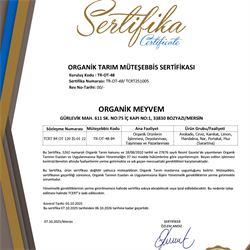 Organik Muz (kg) Talat Çelik Bahçesi-Mersin