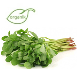 Organik Semizotu (demet) Kurtdoğmuş Çiftliği