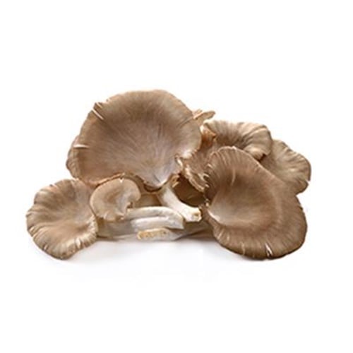 İstiridye Mantarı, İzmit (400 gr)