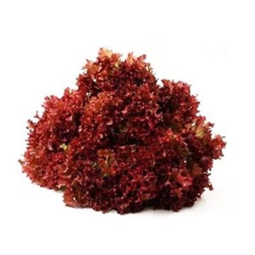 Lolorosso, Kandıra (adet)