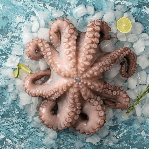 Ahtapot Taze (2-3 kg) Balık Ye