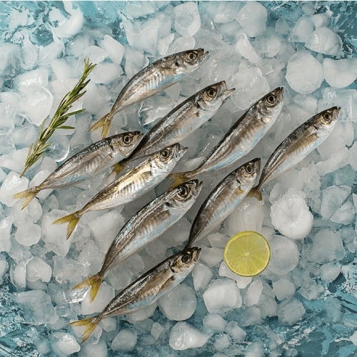 İstavrit (500 gr) Balık Ye