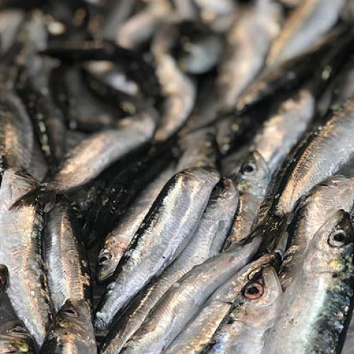 Sardalya (500 gr) Balık Ye