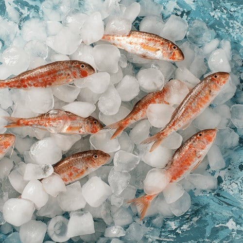 Tekir, Büyük Boy (500 gr) Balık Ye