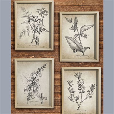 Doğal Çam Çerçeveli Duvar Tablosu Antik Botanik Çiçek Seti