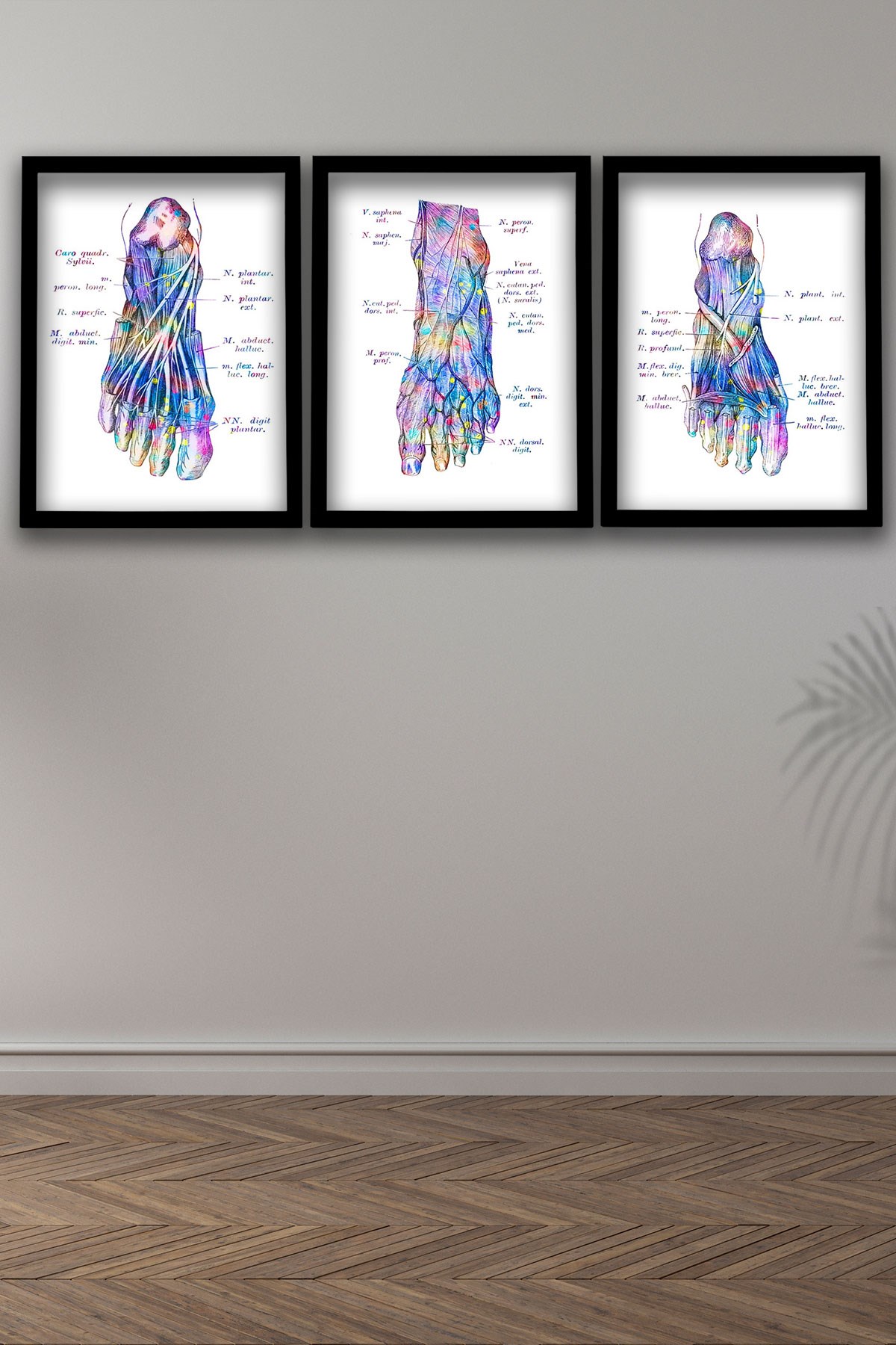 Anatomik Tablo, Doktor Hediyesi, Ortopedi, Podiatrist, Ayak Anatomisi,  Ayak Kasları, Ayak Sinirleri, Doktor Odası  Duvar Tablosu 3 lü