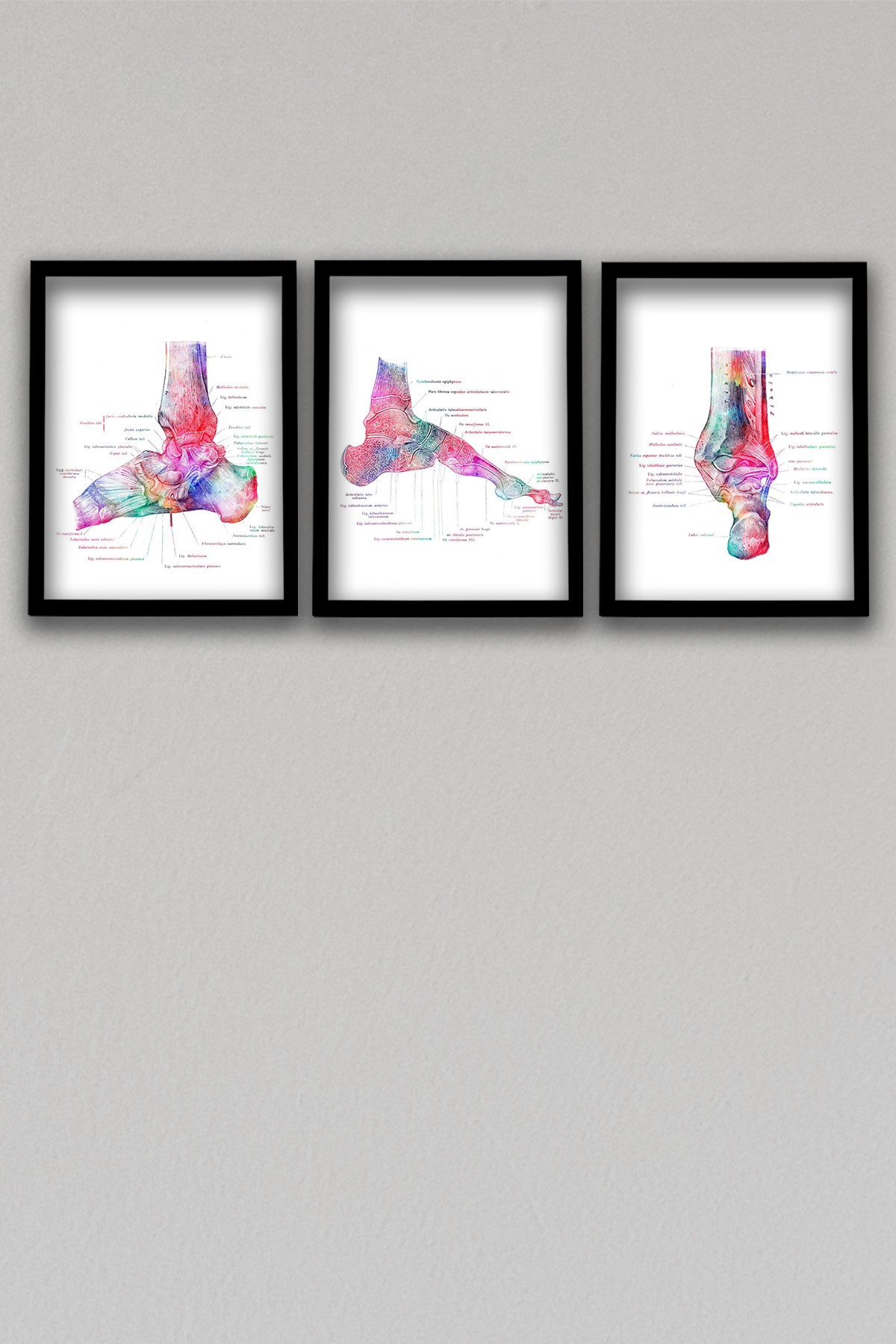 Anatomik Tablo, Doktor Hediyesi, Ortopedi, Ayak Kemikleri, Doktor Odası  Duvar Tablosu 3 lü