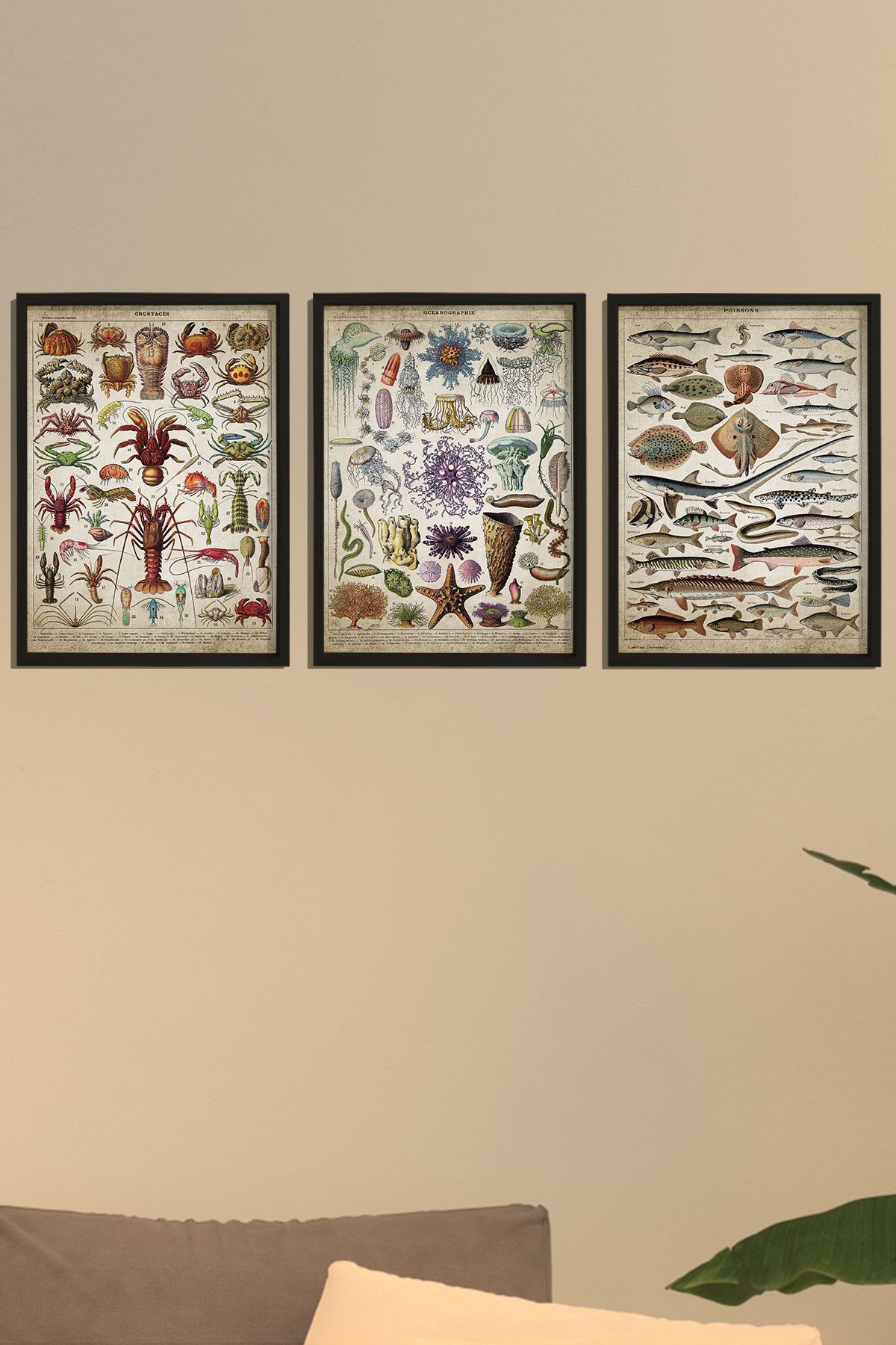 Doğal Çam Çerçeveli Denizci Odası Duvar Tablosu Deniz Biyoloji - Oşinografi