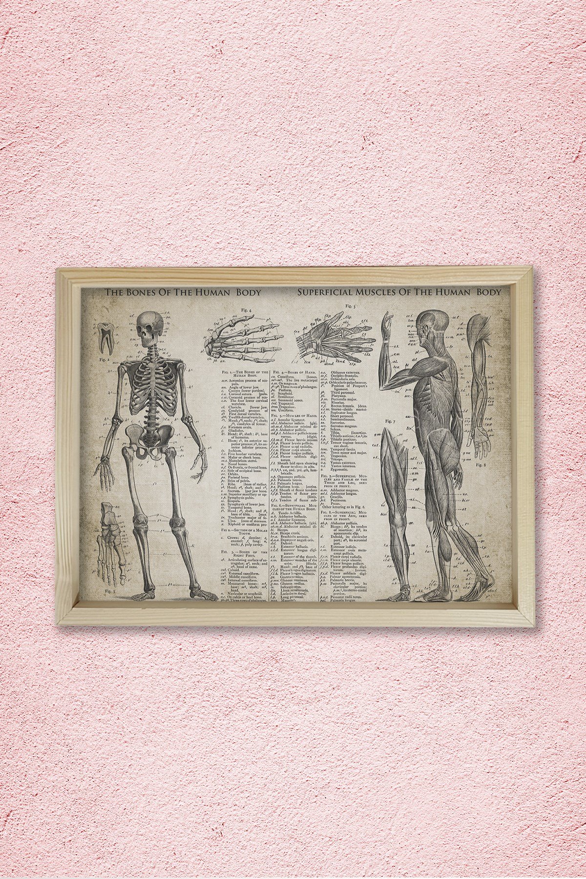 Doğal Çam Çerçeveli Doktor Odası Duvar Tablosu Kemikler ve Kaslar - Anatomi