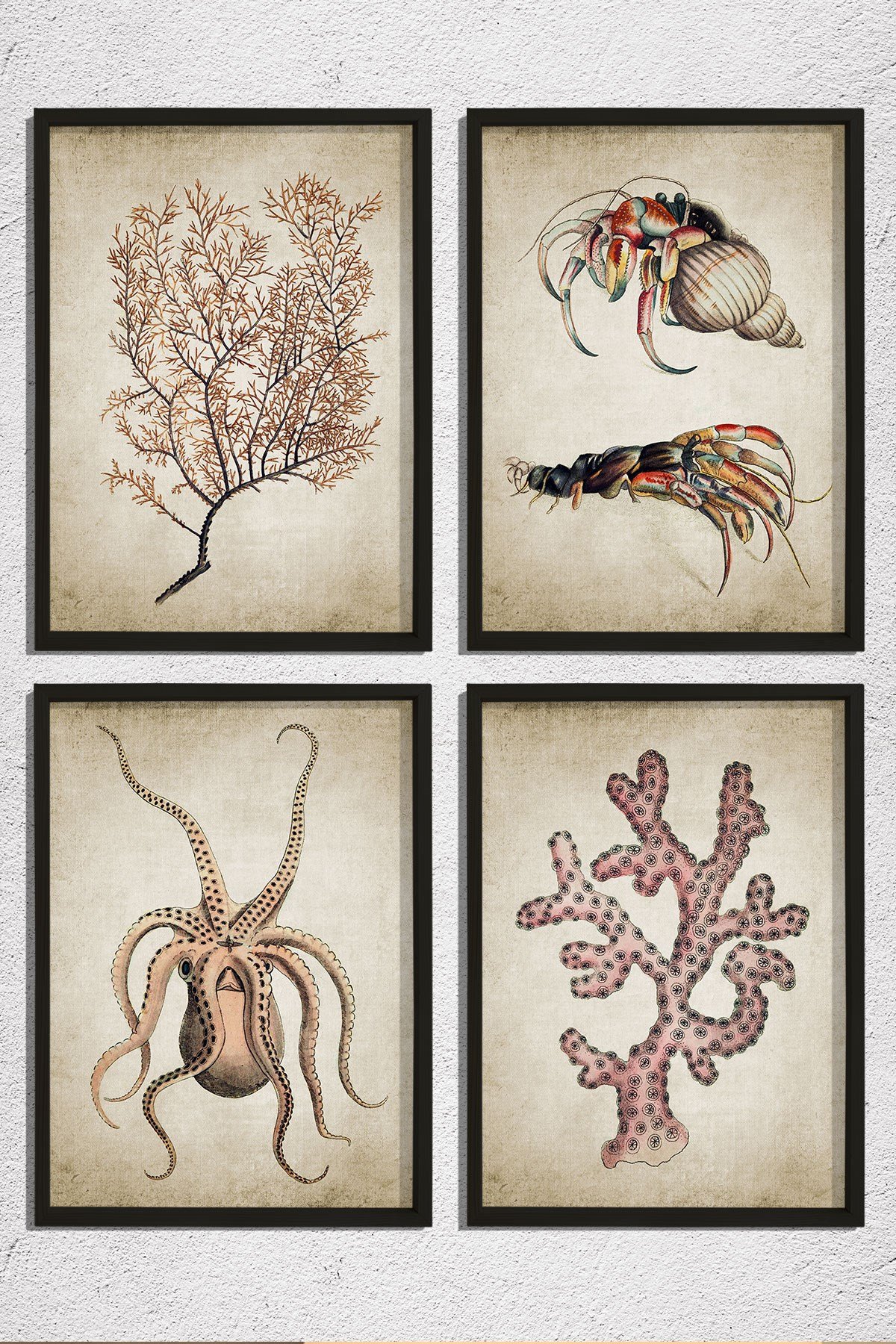 Doğal Çam Çerçeveli Duvar Tablosu Antik Deniz Canlıları 4 lü Set