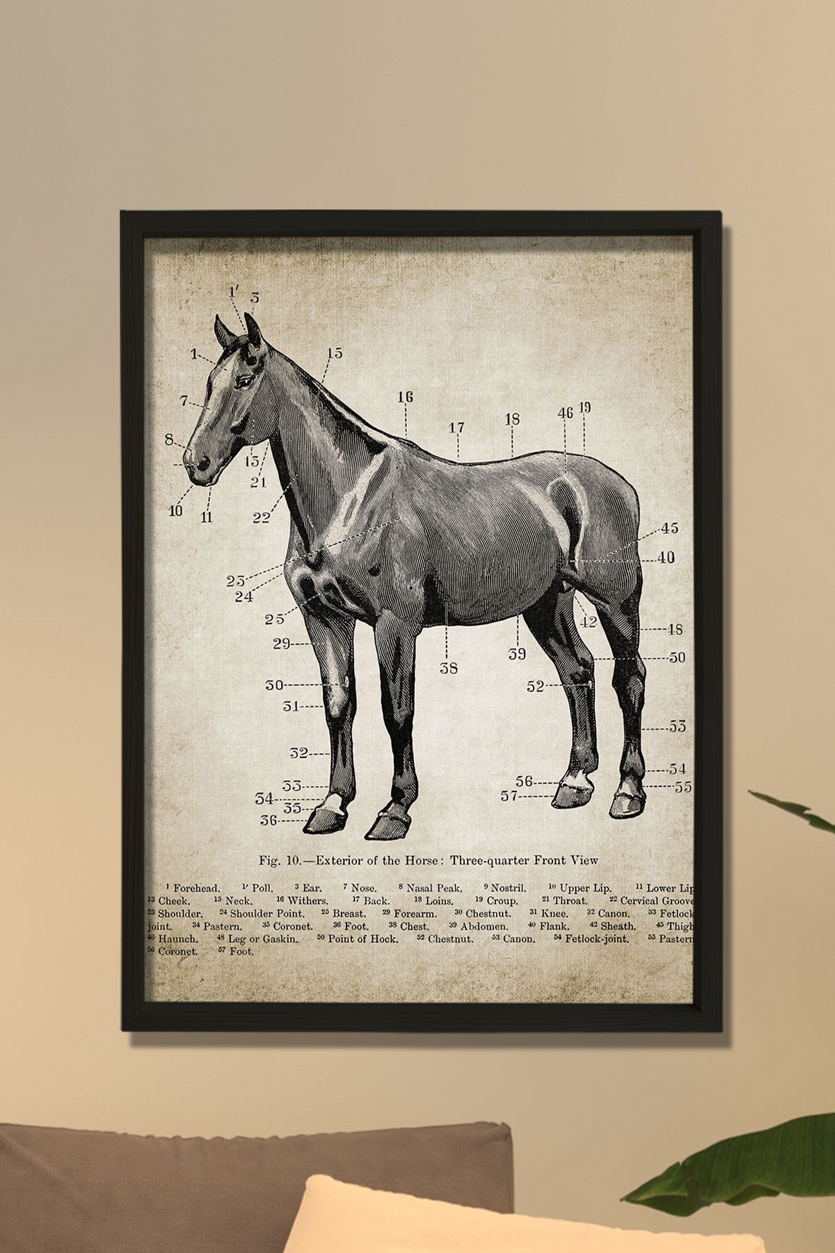 Doğal Çam Çerçeveli Duvar Tablosu Antik At Anatomi