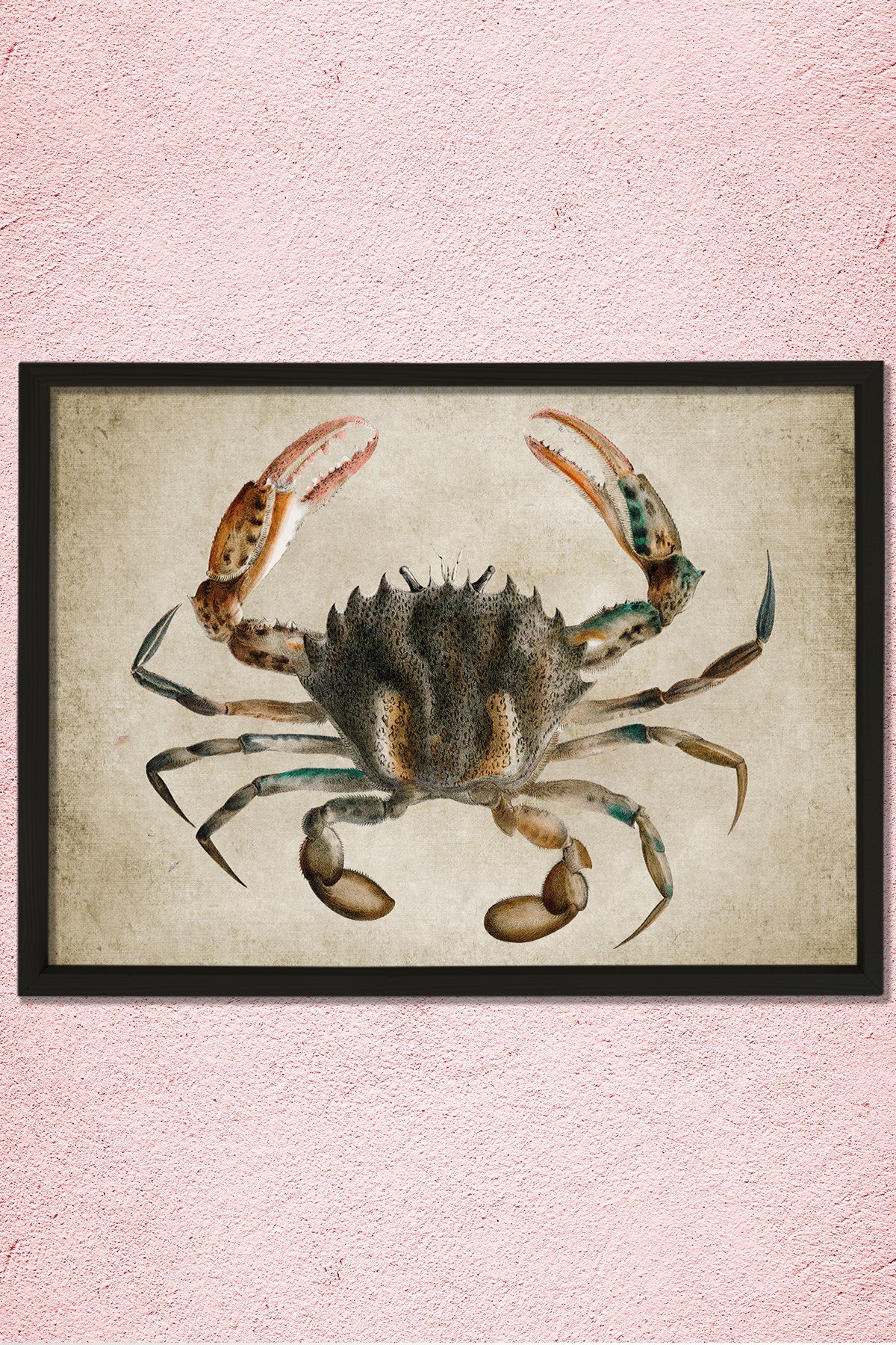 Doğal Çam Çerçeveli Duvar Tablosu Antik Yengeç