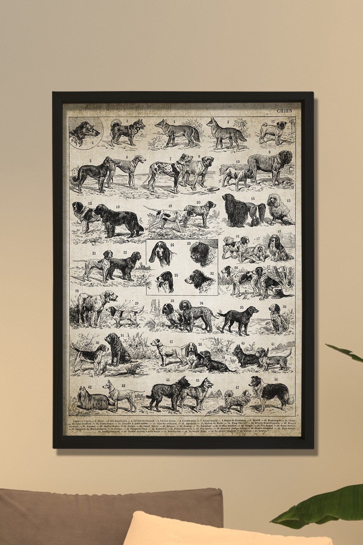 Doğal Çam Çerçeveli Duvar Tablosu Antik Köpek Irkları