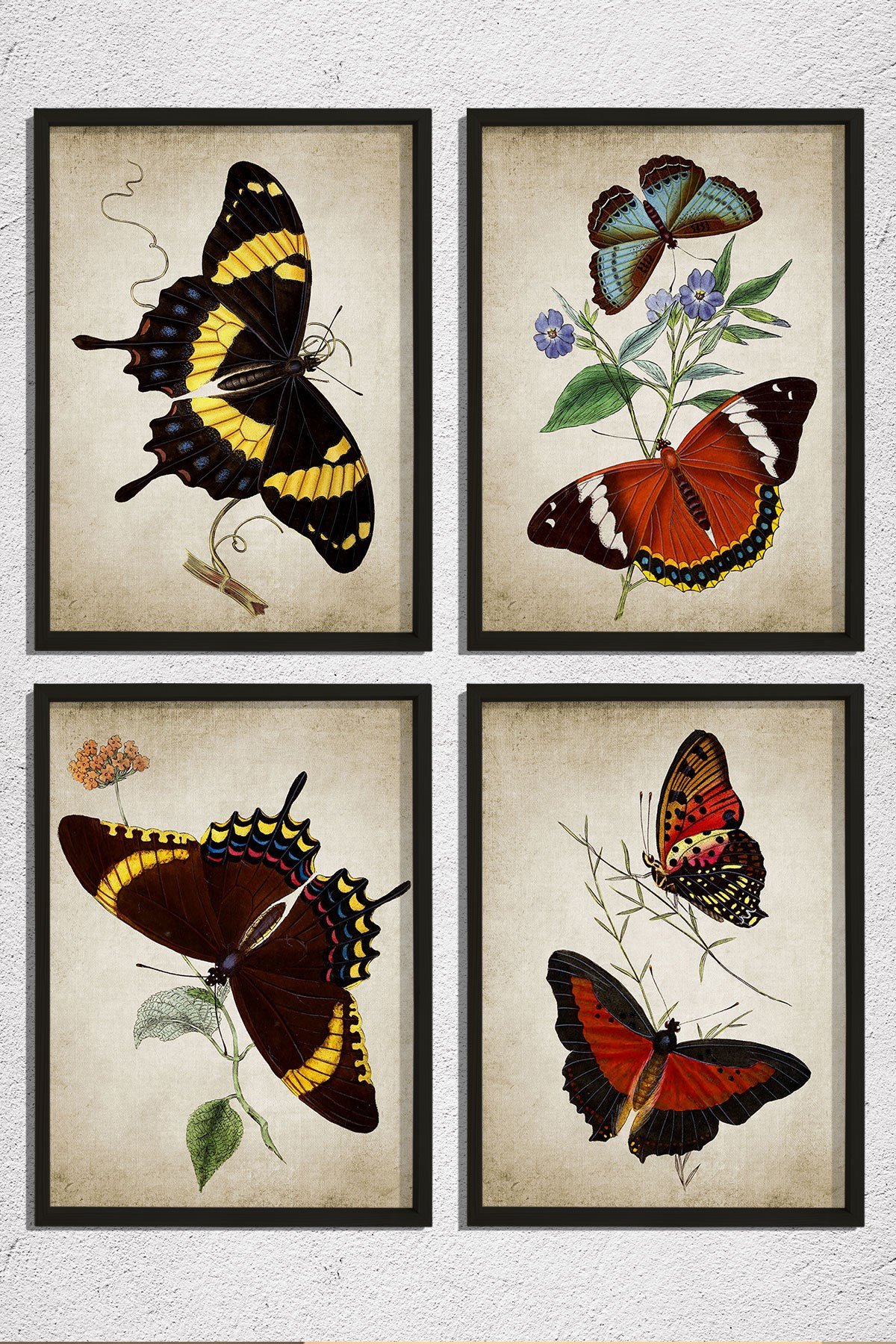 Doğal Çam Çerçeveli Duvar Tablosu Antik Kelenekler 4 lü Set