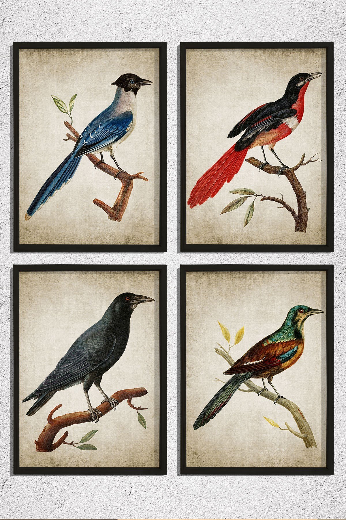 Doğal Çam Çerçeveli Duvar Tablosu Antik Kuş Dekoru 4 lü Set