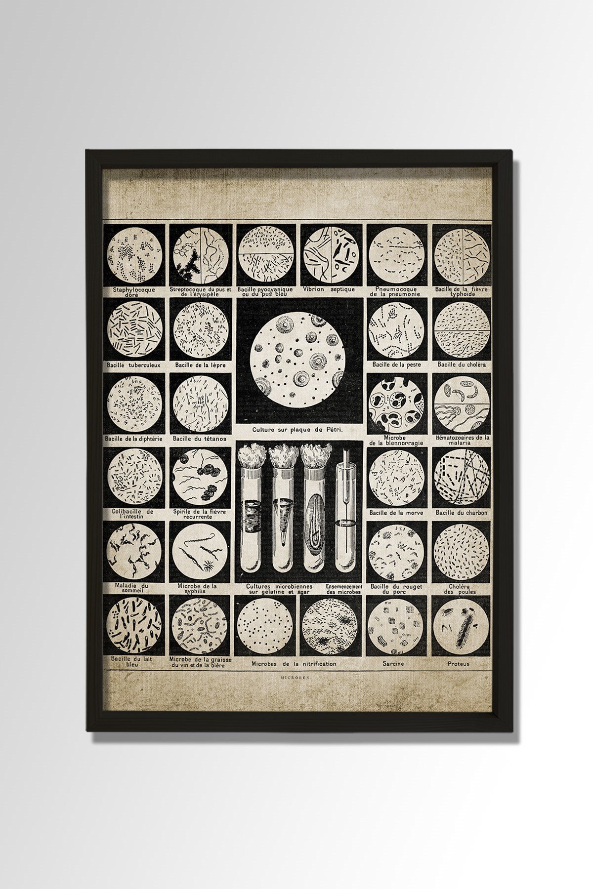 Doğal Çam Çerçeveli Duvar Tablosu Bakteriler ve Mikroplar