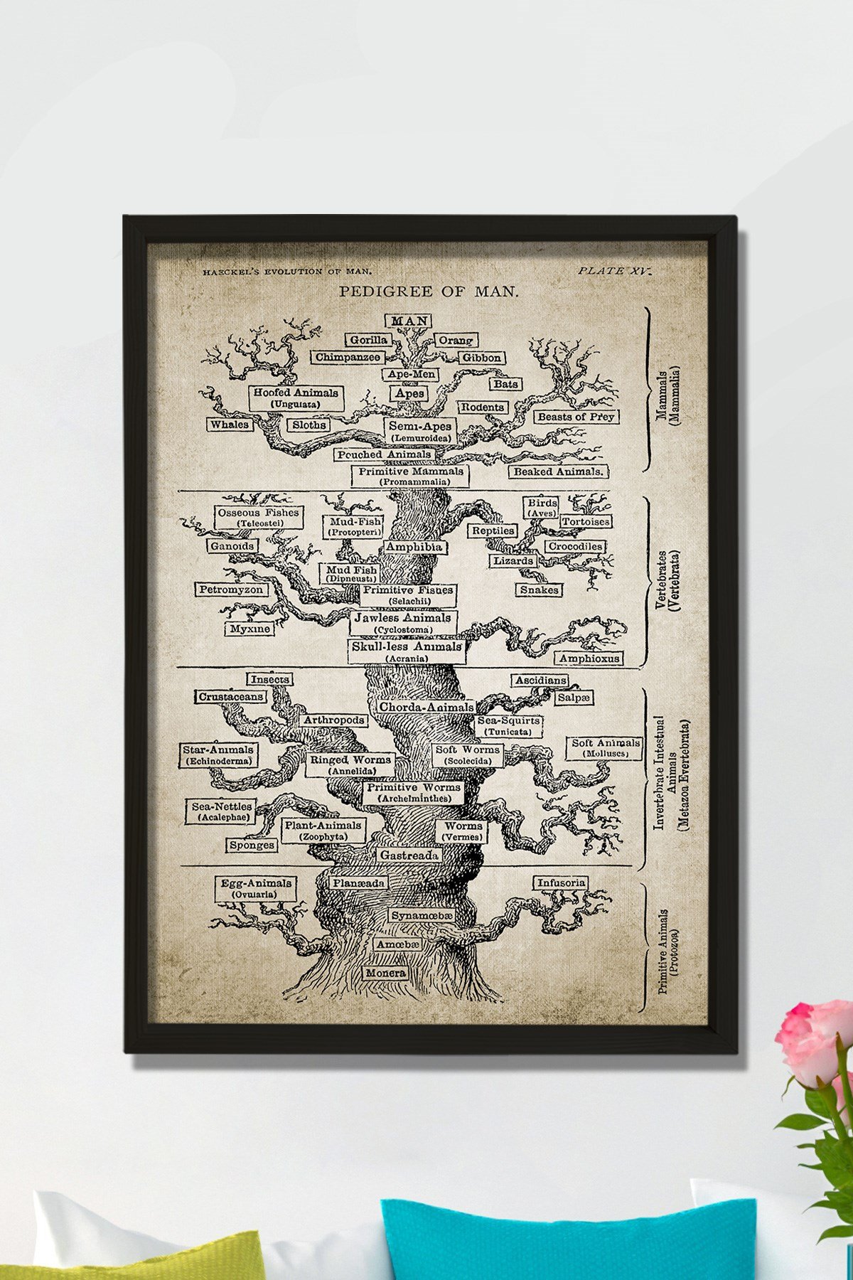 Doğal Çam Çerçeveli Duvar Tablosu Haeckel Ağaç Evrim Baskısı