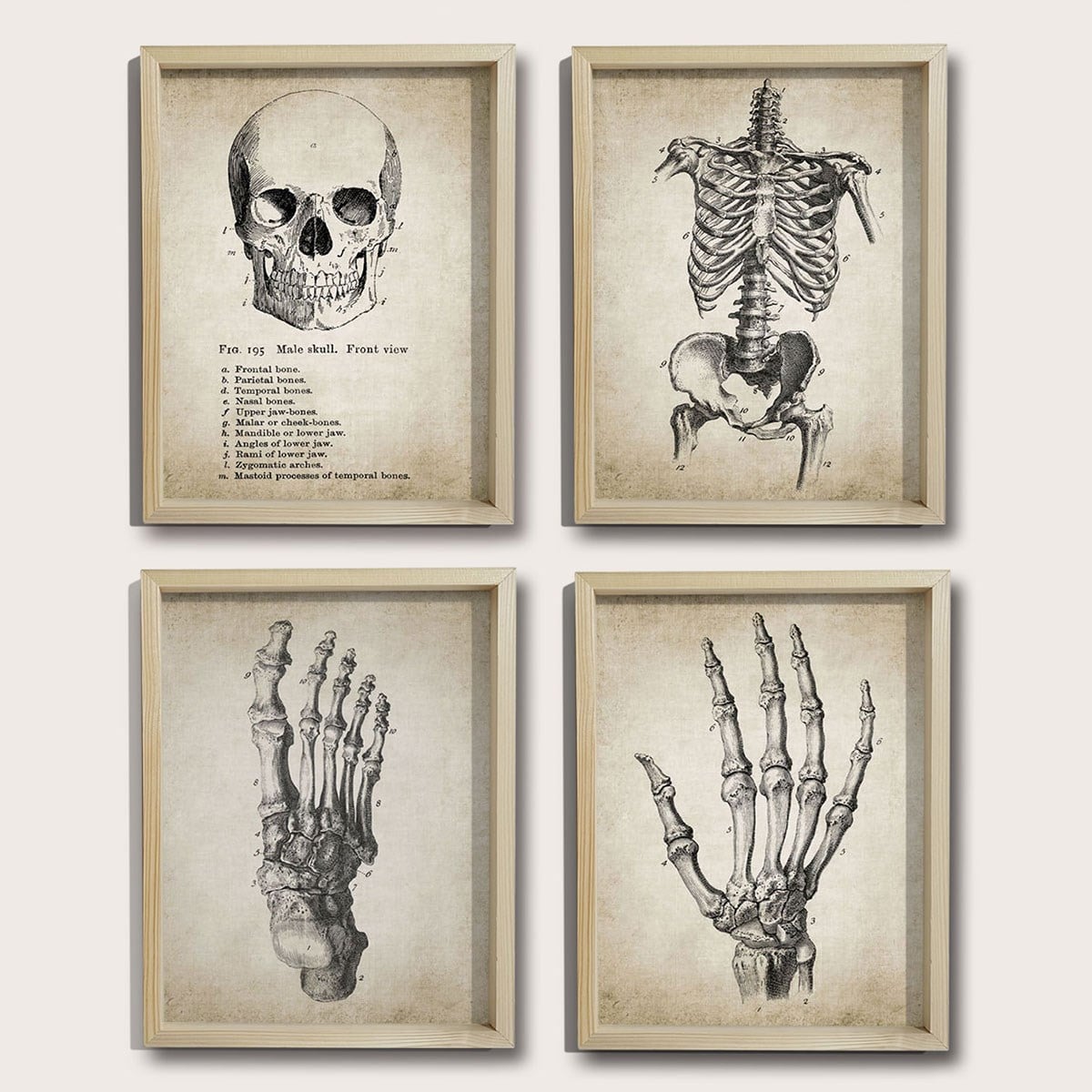 Doğal Çam Çerçeveli Duvar Tablosu İnsan El ve Vücut Anatomy
