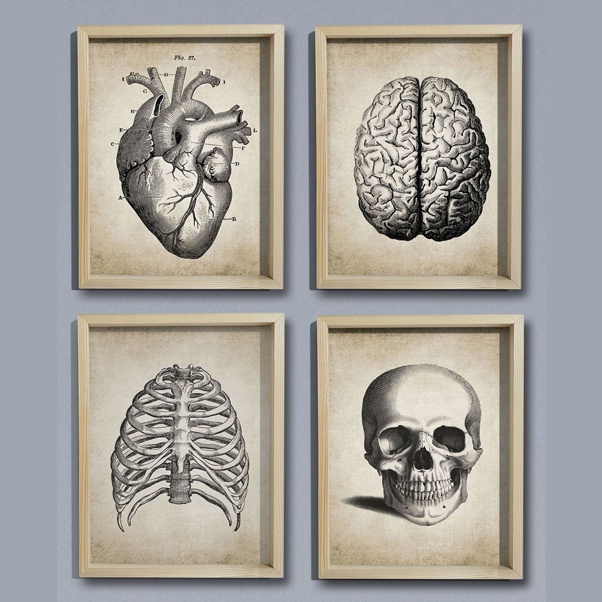 Doğal Çam Çerçeveli Duvar Tablosu İnsan Anatomy 4' lü Set