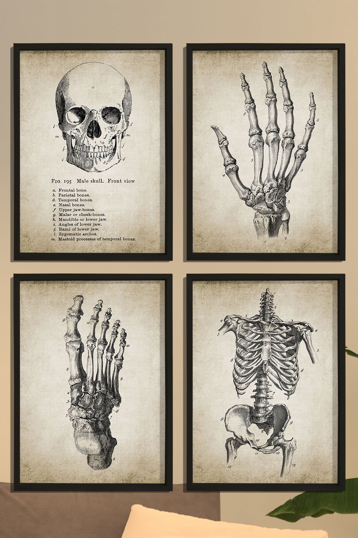 Doğal Çam Çerçeveli Duvar Tablosu İnsan El ve Vücut Anatomy