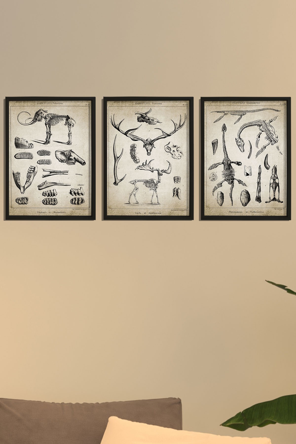 Doğal Çam Çerçeveli Duvar Tablosu Paleontoloji 3'lü Tablo Seti