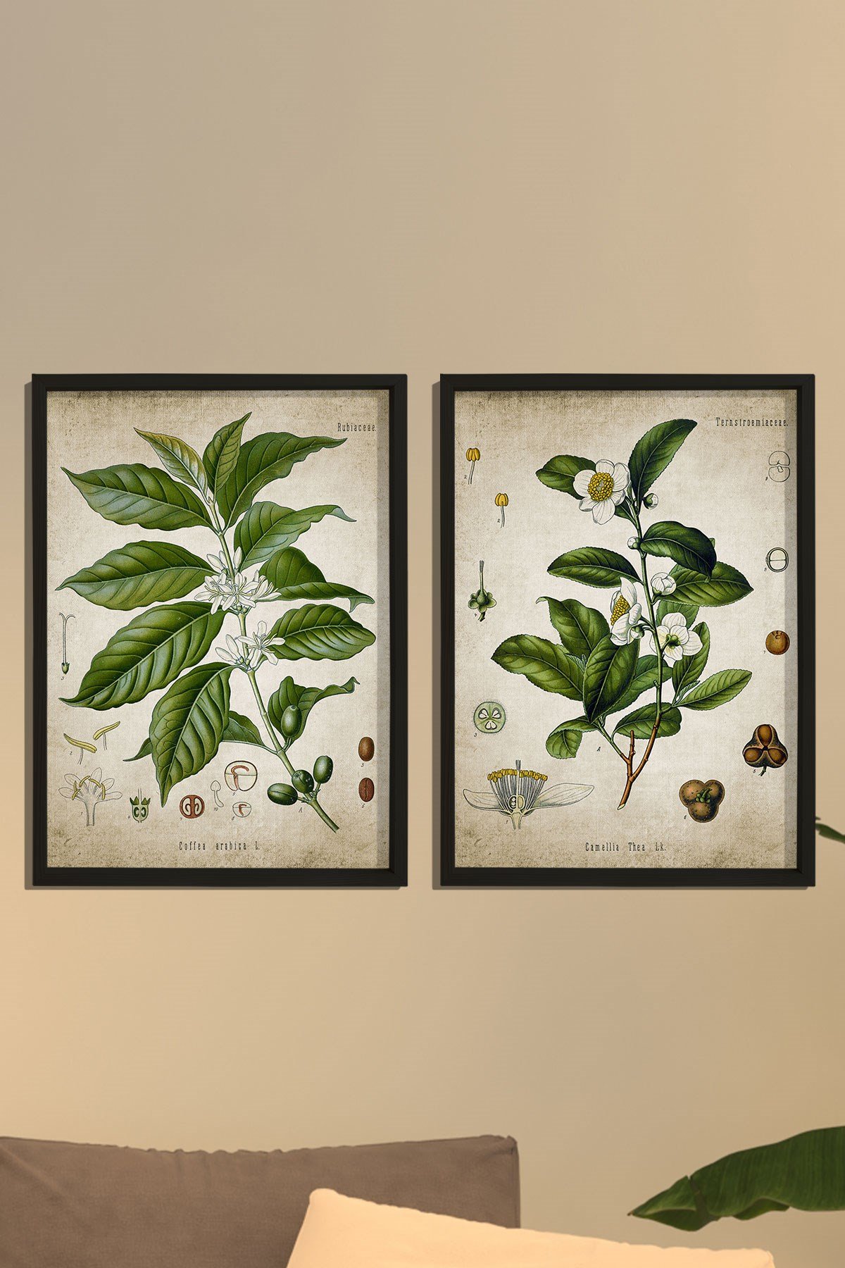 Doğal Çam Çerçeveli Mutfak Duvar Tablosu Antik Çay ve Kahve Bitkileri