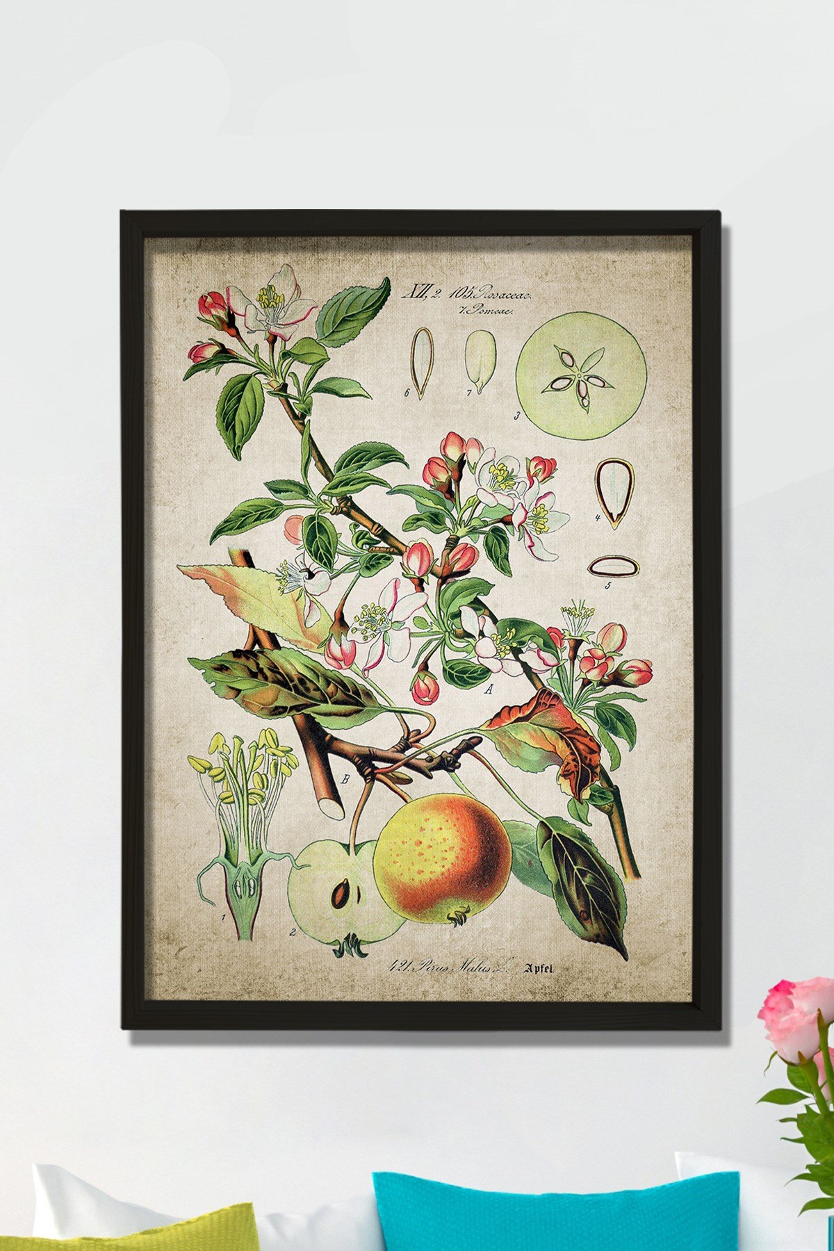 Doğal Çam Çerçeveli Mutfak Duvar Tablosu Antik Elma